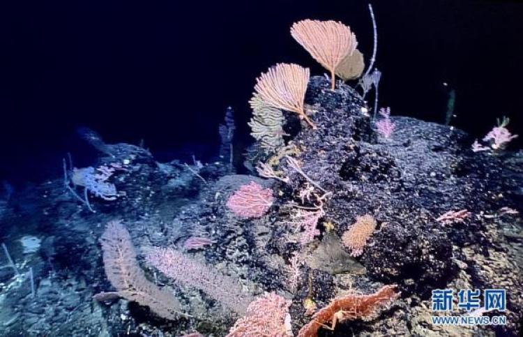“科学”号科考船发现罕见“海底花园”