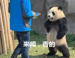大熊猫的便便竟然是香的？不仅好闻还能用来擦嘴